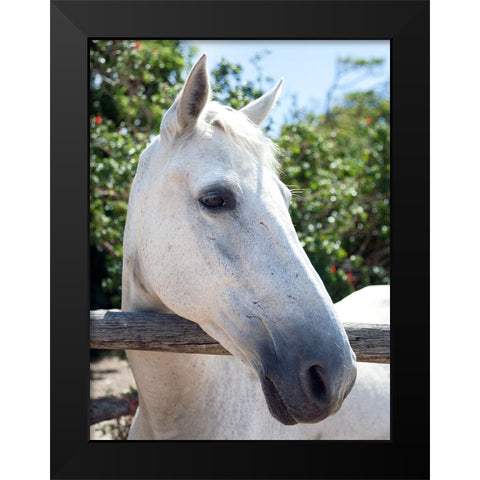 Horse 8 Black Modern Wood Framed Art Print by Lee, Rachel