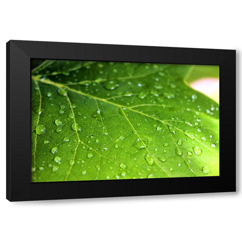 Leaves 1 Black Modern Wood Framed Art Print with Double Matting by Lee, Rachel