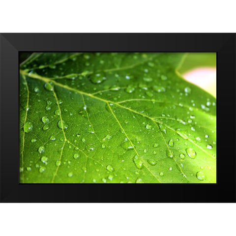 Leaves 1 Black Modern Wood Framed Art Print by Lee, Rachel