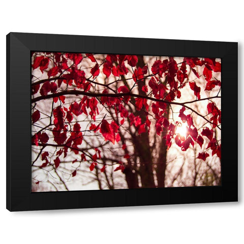 Leaves 11 Black Modern Wood Framed Art Print with Double Matting by Lee, Rachel