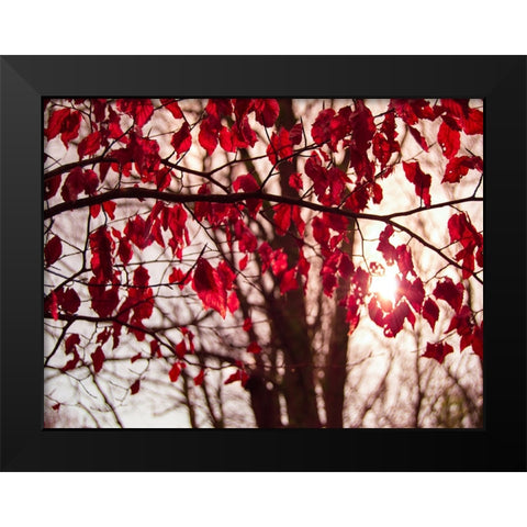 Leaves 11 Black Modern Wood Framed Art Print by Lee, Rachel