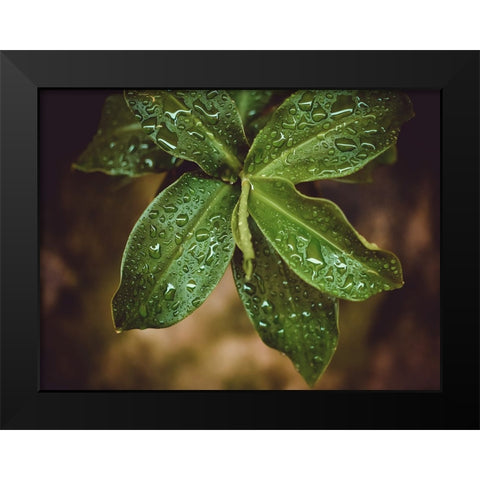 Leaves 12 Black Modern Wood Framed Art Print by Lee, Rachel