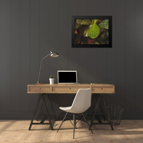 Leaves 13 Black Modern Wood Framed Art Print by Lee, Rachel