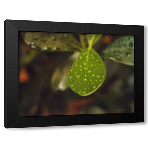 Leaves 13 Black Modern Wood Framed Art Print with Double Matting by Lee, Rachel