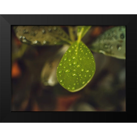 Leaves 13 Black Modern Wood Framed Art Print by Lee, Rachel