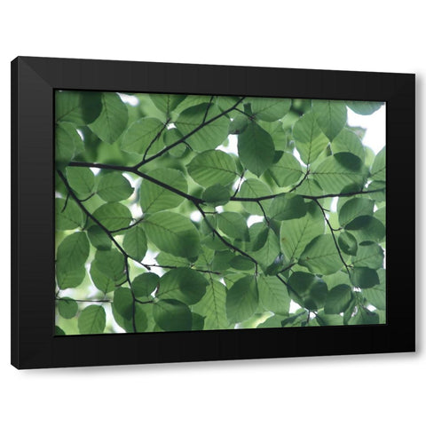 Leaves 14 Black Modern Wood Framed Art Print by Lee, Rachel