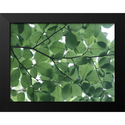 Leaves 14 Black Modern Wood Framed Art Print by Lee, Rachel