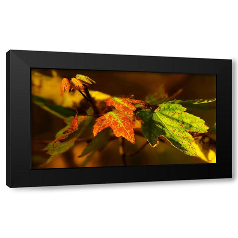 Leaves 21 Black Modern Wood Framed Art Print by Lee, Rachel