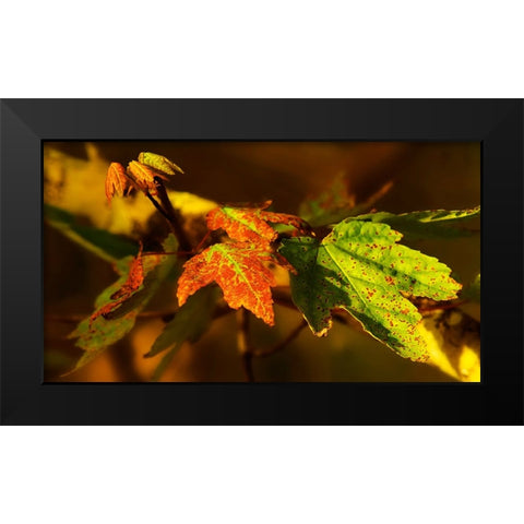 Leaves 21 Black Modern Wood Framed Art Print by Lee, Rachel