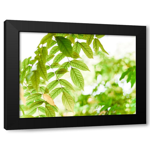 Leaves 4 Black Modern Wood Framed Art Print by Lee, Rachel