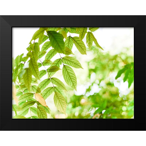 Leaves 4 Black Modern Wood Framed Art Print by Lee, Rachel