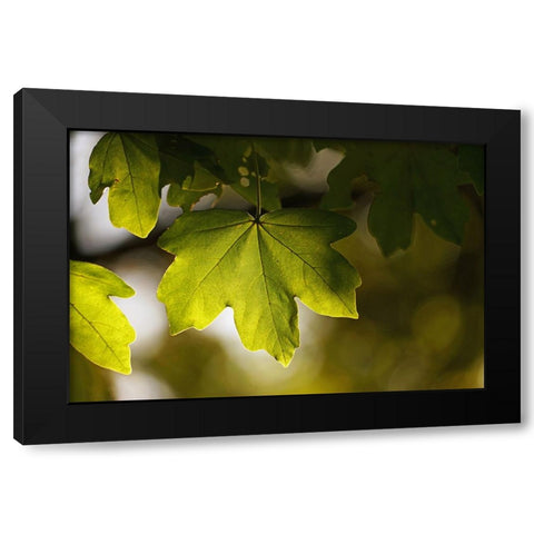 Leaves 5 Black Modern Wood Framed Art Print by Lee, Rachel