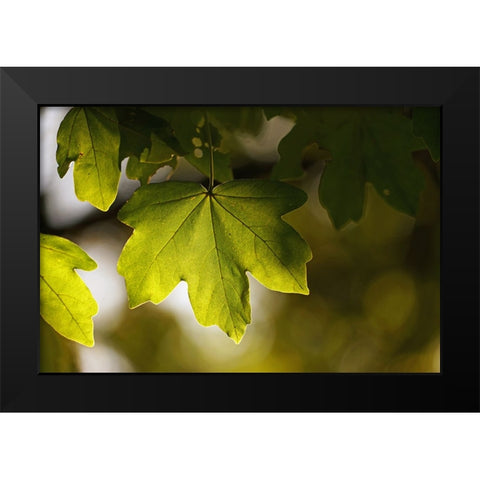 Leaves 5 Black Modern Wood Framed Art Print by Lee, Rachel