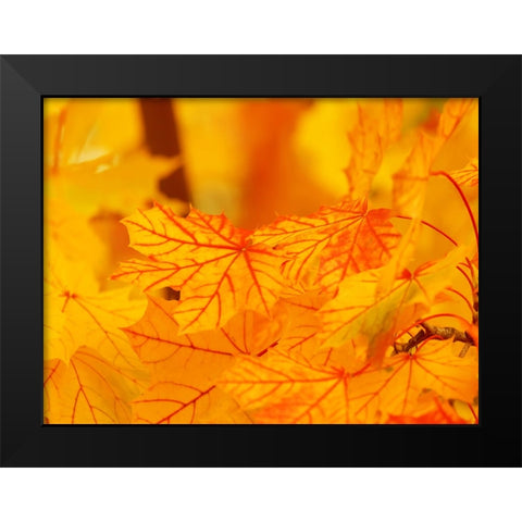 Leaves 6 Black Modern Wood Framed Art Print by Lee, Rachel