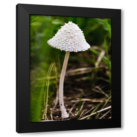 Mushroom 1 Black Modern Wood Framed Art Print by Lee, Rachel