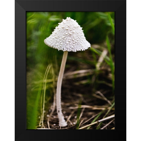 Mushroom 1 Black Modern Wood Framed Art Print by Lee, Rachel