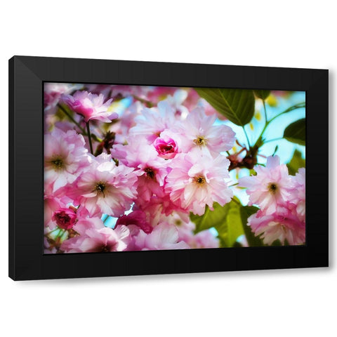 Pink Blossoms Black Modern Wood Framed Art Print with Double Matting by Lee, Rachel
