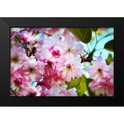 Pink Blossoms Black Modern Wood Framed Art Print by Lee, Rachel