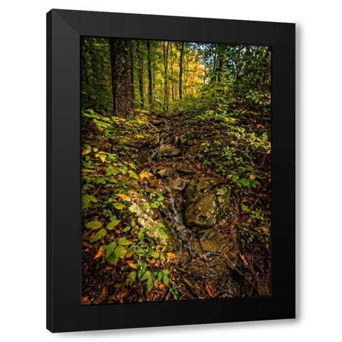 Pocket Wilderness 1 Black Modern Wood Framed Art Print with Double Matting by Lee, Rachel