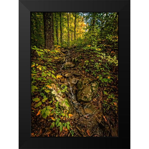 Pocket Wilderness 1 Black Modern Wood Framed Art Print by Lee, Rachel