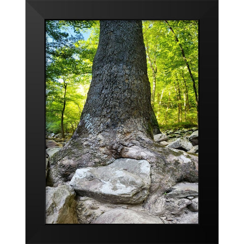 Pocket Wilderness Dayton 7 Black Modern Wood Framed Art Print by Lee, Rachel