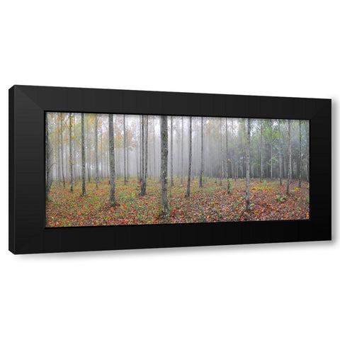 Prentice Tree Pano Black Modern Wood Framed Art Print with Double Matting by Lee, Rachel