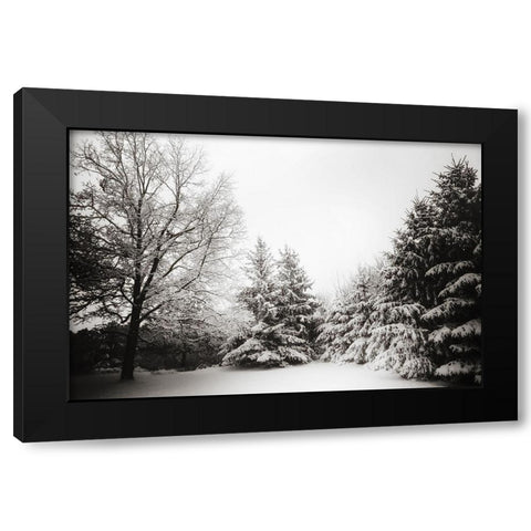 Snow Trees Black Modern Wood Framed Art Print with Double Matting by Lee, Rachel