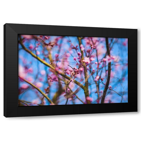 Spring Bloom Black Modern Wood Framed Art Print by Lee, Rachel