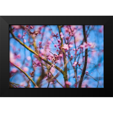 Spring Bloom Black Modern Wood Framed Art Print by Lee, Rachel
