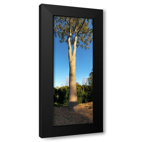 St Elmo Pine Black Modern Wood Framed Art Print by Lee, Rachel