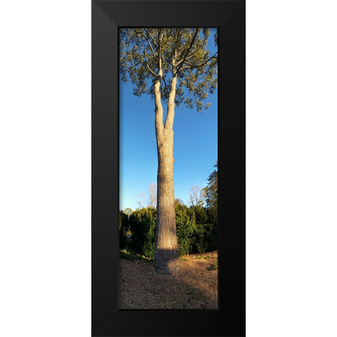 St Elmo Pine Black Modern Wood Framed Art Print by Lee, Rachel