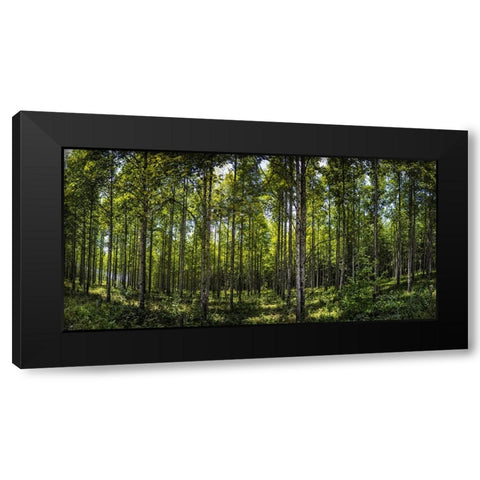 Tree Plantation Black Modern Wood Framed Art Print with Double Matting by Lee, Rachel