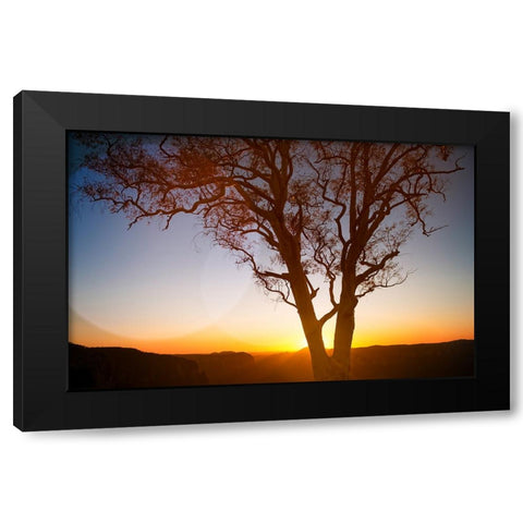 Tree Sunset 1 Black Modern Wood Framed Art Print by Lee, Rachel