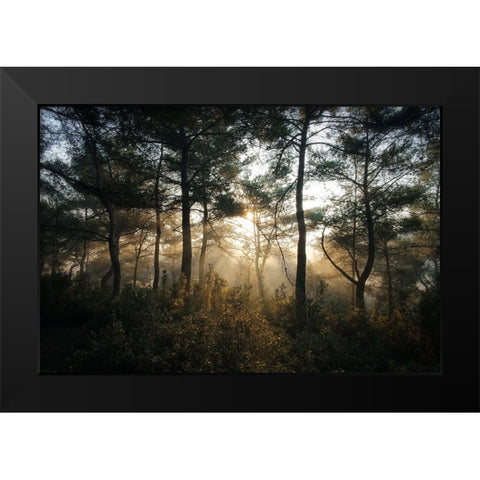Tree Sunset 3 Black Modern Wood Framed Art Print by Lee, Rachel