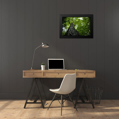 Trees 1 Black Modern Wood Framed Art Print by Lee, Rachel