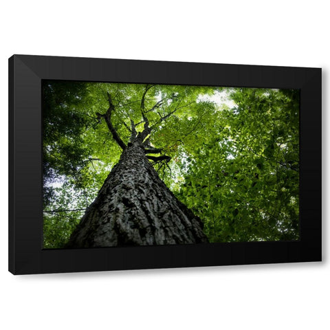 Trees 1 Black Modern Wood Framed Art Print by Lee, Rachel