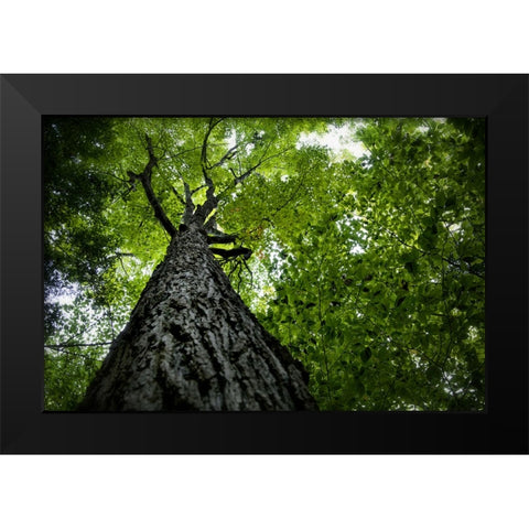 Trees 1 Black Modern Wood Framed Art Print by Lee, Rachel