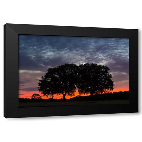 Trees 14 Black Modern Wood Framed Art Print by Lee, Rachel