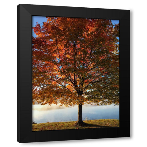 Trees 15 Black Modern Wood Framed Art Print by Lee, Rachel