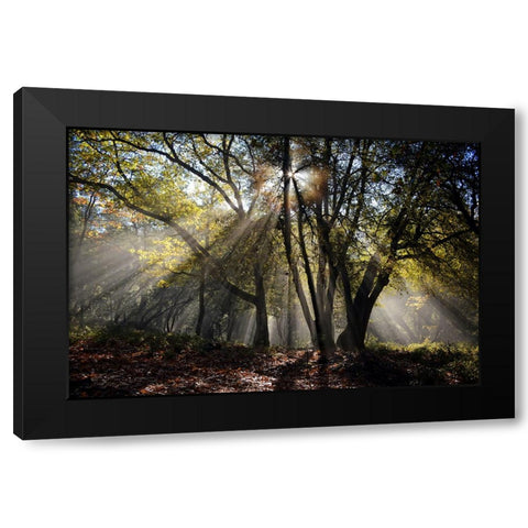 Trees 17 Black Modern Wood Framed Art Print by Lee, Rachel