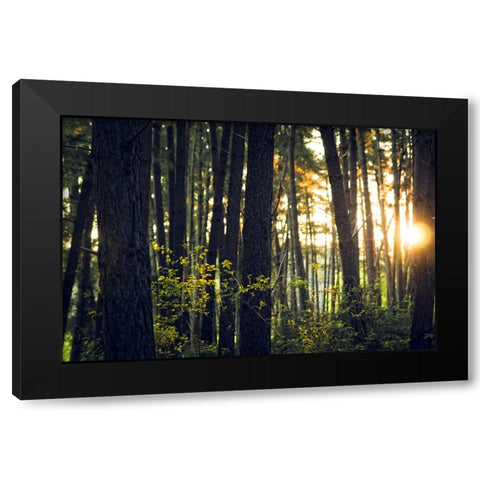 Trees 19 Black Modern Wood Framed Art Print with Double Matting by Lee, Rachel