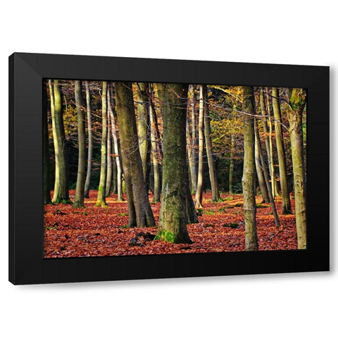 Trees 22 Black Modern Wood Framed Art Print with Double Matting by Lee, Rachel