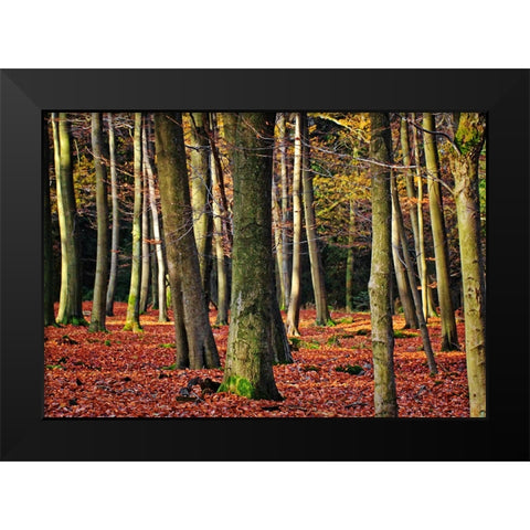 Trees 22 Black Modern Wood Framed Art Print by Lee, Rachel