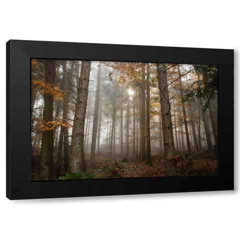 Trees 3 Black Modern Wood Framed Art Print by Lee, Rachel