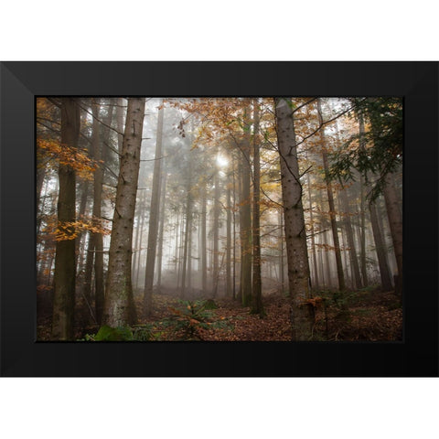 Trees 3 Black Modern Wood Framed Art Print by Lee, Rachel