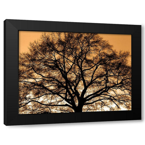 Trees 35 Black Modern Wood Framed Art Print by Lee, Rachel