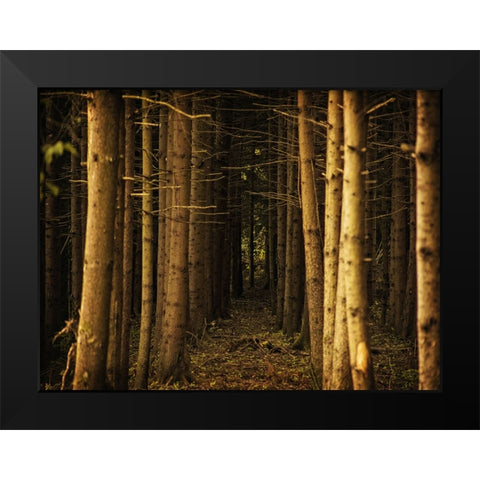 Trees 39 Black Modern Wood Framed Art Print by Lee, Rachel