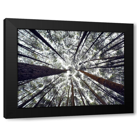 Trees 48 Black Modern Wood Framed Art Print by Lee, Rachel
