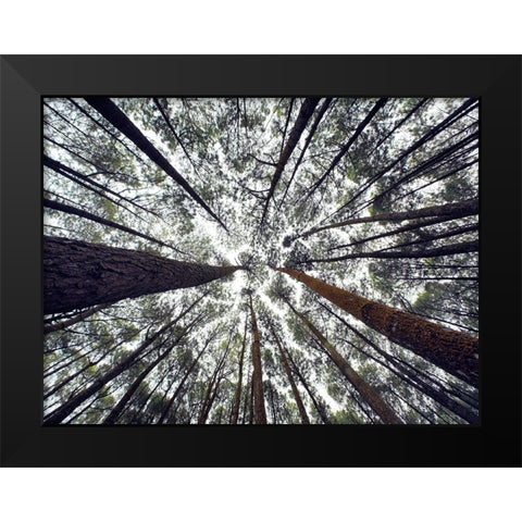 Trees 48 Black Modern Wood Framed Art Print by Lee, Rachel