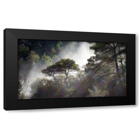 Trees 5 Black Modern Wood Framed Art Print with Double Matting by Lee, Rachel